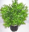 26" Outdoor Ruscus Plant