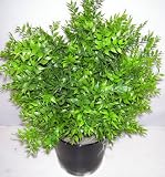Silk Plants Plus
