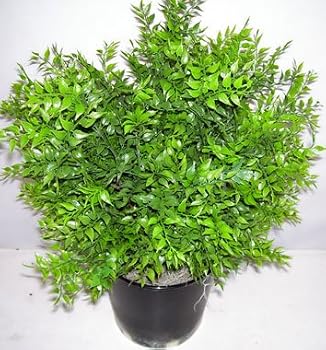26" Outdoor Ruscus Plant