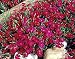 'Zing Rose' Dianthus Perennial - 25 Plants