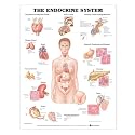 The Endocrine System