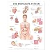 The Endocrine System