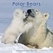 Polar Bears 2009 Calendar