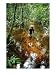 An Expedition Member Slogs Through a Swamp Art Photographic Poster Print by Michael F...