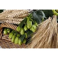 Barley with Hop-cones - 24'W x 16'H - Peel and Stick Wall Decal by Wallmonkeys