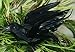 Artificial Black Feather Flying Crow with Attached Clip for Displaying, Crafting and Embellishing