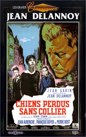 Chien perdus sans collier