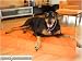 Memory Foam Orthopedic Dog Beds 36 x 52 Extra Large BUCKSKIN Microfiber