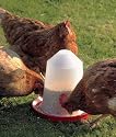 3 Litre Aviary Feeder Food Supply