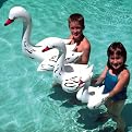 Swan Family of Floating Pool Pets 6-pc. Set