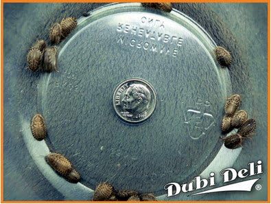 Dubia Roaches: Small (1/2") - 6 Grams (Average Count 50)