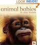 Animal Babies in Rain Forests