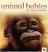 Animal Babies in Rain Forests (Animal Babies)