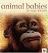 Animal Babies in Rain Forests (Animal Babies)