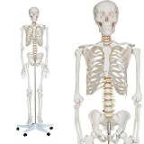 Skelett Modell Lebensgroß + Ständer + 2 Jahre Garantie - Gratis Staubschutzhülle