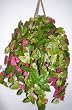 Large Potatoe Leaf Hanging Basket #2