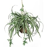 New Nearly Natural Spider Hanging Basket Silk Plant Colorful Ornamental Leaves Delicate Stems