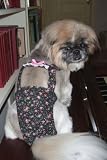 Joybies Floral Piddle Pants(tm) for Small Female Dog (Measuring 13-15 From Collar to Base of Tail)