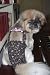 Joybies Floral Piddle Pants(tm) for Small Female Dog (Measuring 13-15 From Collar to Base of Tail)
