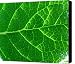 Natures blood line Canvas Print / Canvas Art - Artist Adam Jostes