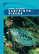 Labyrinthfische