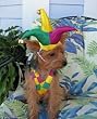 Mardi Gras Dog Costume - Mr. Jester Dog Costume - Large