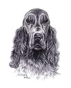 Original Irish Setter hand drawing
