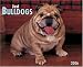 Just Bulldogs 2006 16-Month Wall Calendar