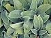Waxy Coating of Hairs Helps to Prevent Moisture Loss from Leaves, Australia Photographic Poster Print by Jason Edwards, 16x12