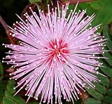 Eigenschaften tropical.garden  / Mimose, echte - Mimosa pudica 30K