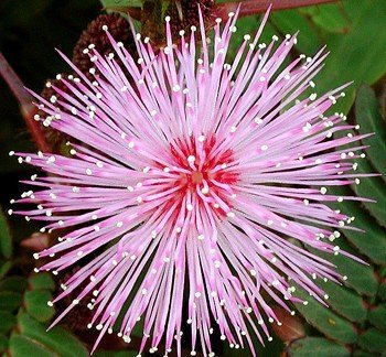 Mimose, echte - Mimosa pudica 30K