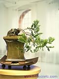 Juniper Bonsai for American Home