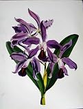 C1979 Orchids Flowers Laeliocattleya Elegans Purple