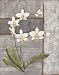 Orchid Shimmer II Art Poster Print by O. Braun, 16x20 Image