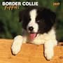 Border Collie Puppies Calendar 2007