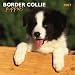 Border Collie Puppies Calendar 2007