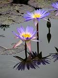 11x14 Digital Art Limited Edition Prints Flowers Realist Lotus Reflection 4