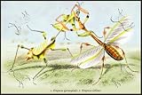 Canvas Print, Insects: Empusa Gonaylodes and E. Lobines - 42 x 28