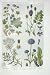 1919 Flowers Lady'S Mantle Great Burnet Carrot Scabious