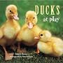 Ducks at Play