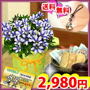 敬老の日ギフト りんどう白寿鉢植え 谷中(やなか)しょうがせんべいセット