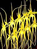Brassia caudata alba 