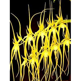 Brassia caudata alba 'Jem' AM/AOS