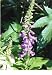 Foxglove Flower Seeds - 23,000 Flower Seeds in Each Packet with Free Shipping