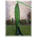Schutzh�lle f�r W�schespinne, Sonnenschirm Marktschirm XXL
