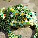 Large Mosaic Coloured Resin Frog Garden Ornament