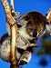 Koala in Tree at Healesville Sanctuary, Healesville, Victoria, Australia Animals Photographic Poster Print by John Banagan, 12x16