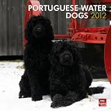 Portuguese Water Dogs 2012 Square 12X12 Wall Calendar