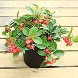 観葉　実物：チェッカーベリー（ヒメコウジ／姫柑子）*ビッグベリー