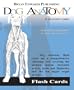 Dog Anatomy